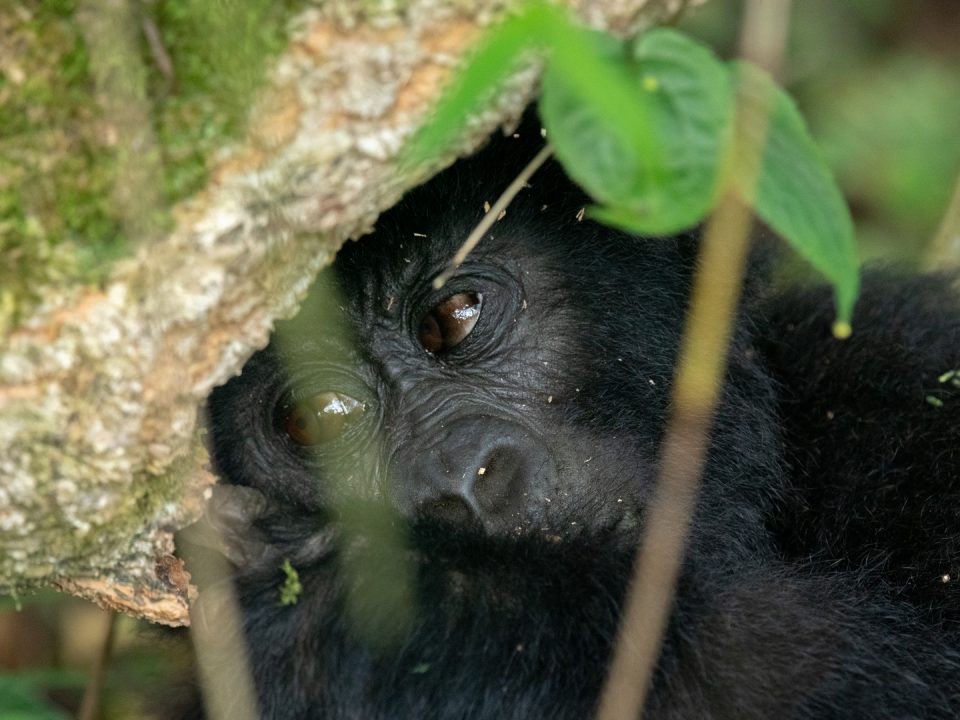 Silverback Gorilla Trekking Tours in Bwindi Uganda