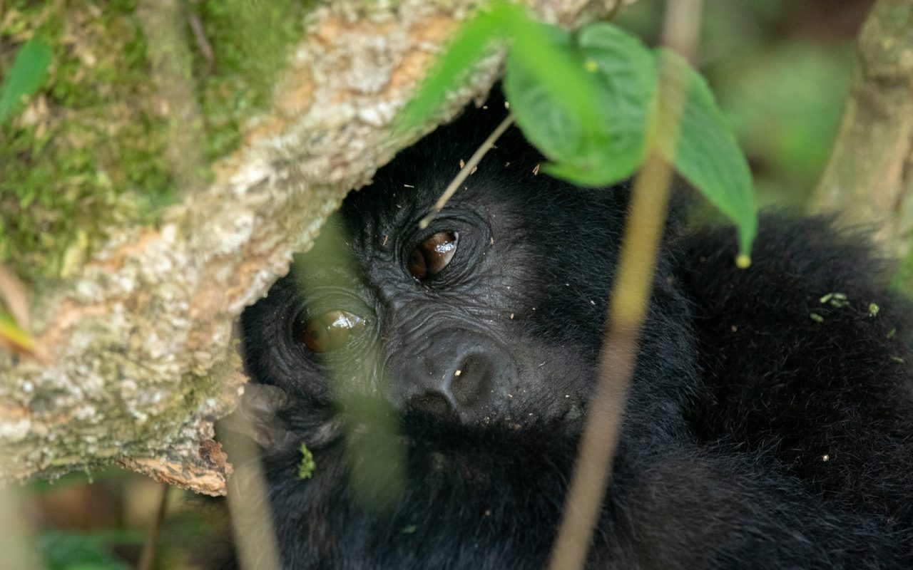 Gorilla Trekking Permit Uganda Price