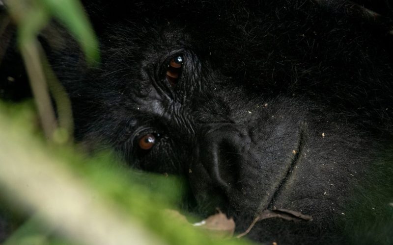 5-Day Uganda Fly-in Gorilla Trek & Wildlife Safari