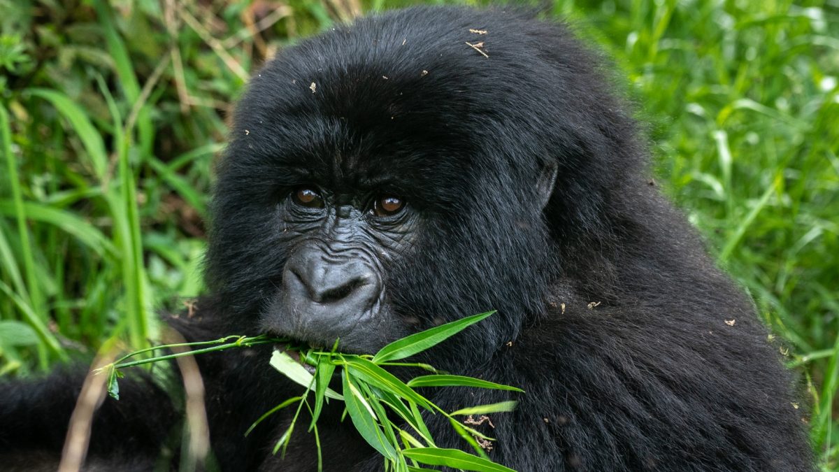 Bwindi Impenetrable Forest Gorilla Trekking