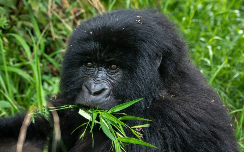 Bwindi Impenetrable Forest Gorilla Trekking