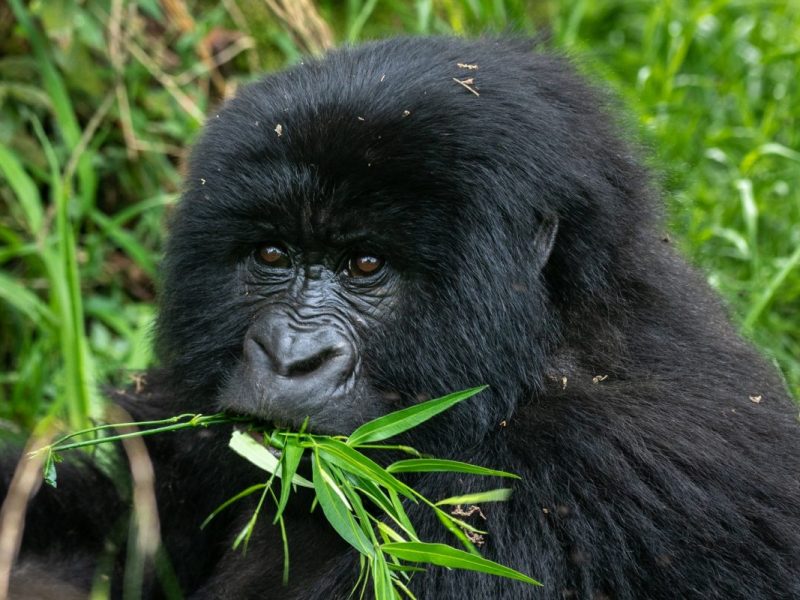 Bwindi Impenetrable Forest Gorilla Trekking