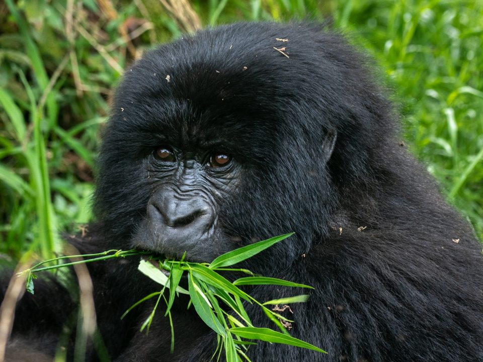Bwindi Impenetrable Forest Gorilla Trekking