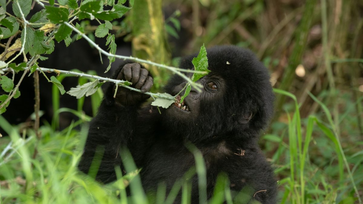1 Day Rwanda Uganda Gorilla Trek Safaris