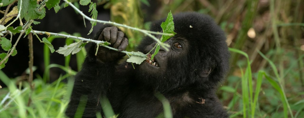 1 Day Rwanda Uganda Gorilla Trek Safaris