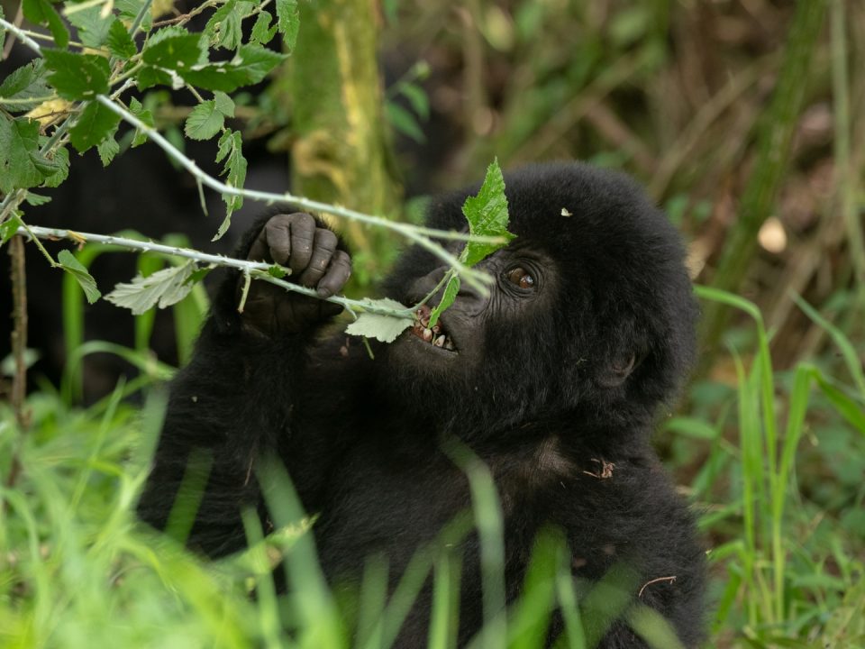 1 Day Rwanda Uganda Gorilla Trek Safaris
