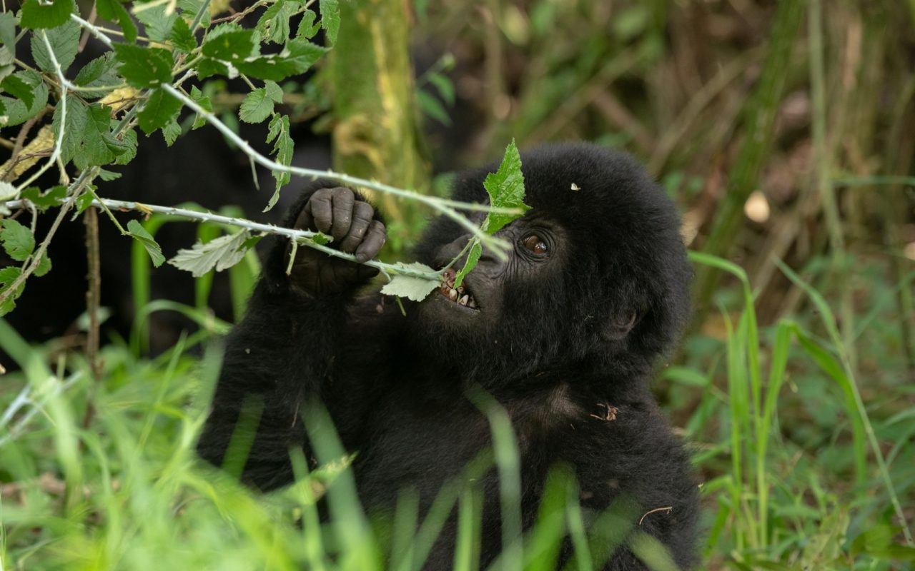 1 Day Rwanda Uganda Gorilla Trek Safaris