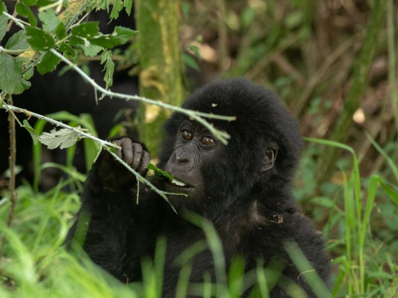 Africa Gorilla Trekking Tours for Seniors