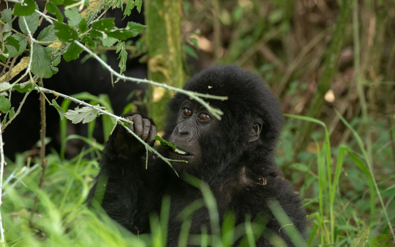 Africa Gorilla Trekking Tours for Seniors
