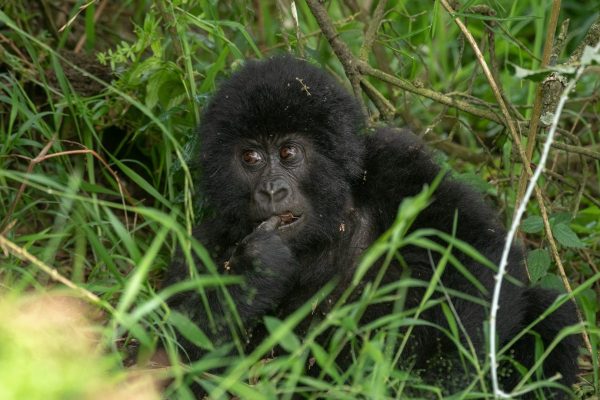 Gorilla Trekking Tours to Africa