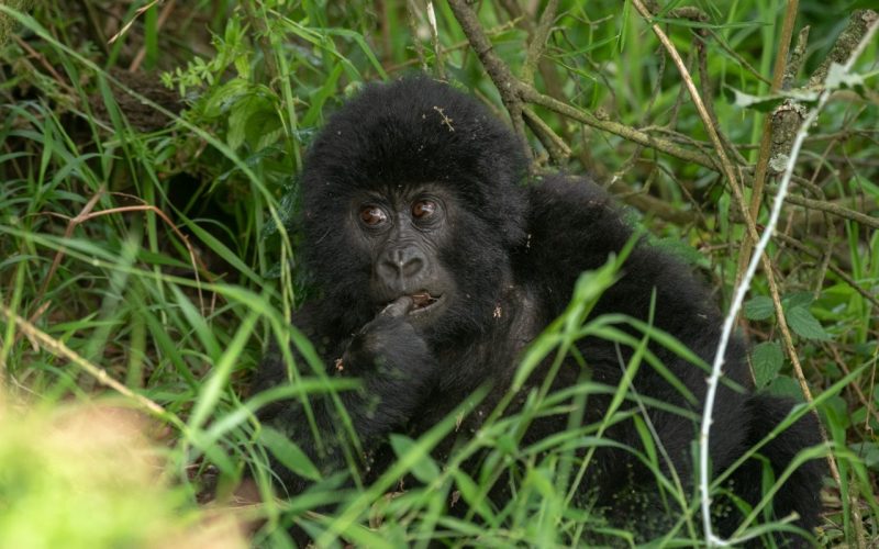 Gorilla Trekking Tours to Africa