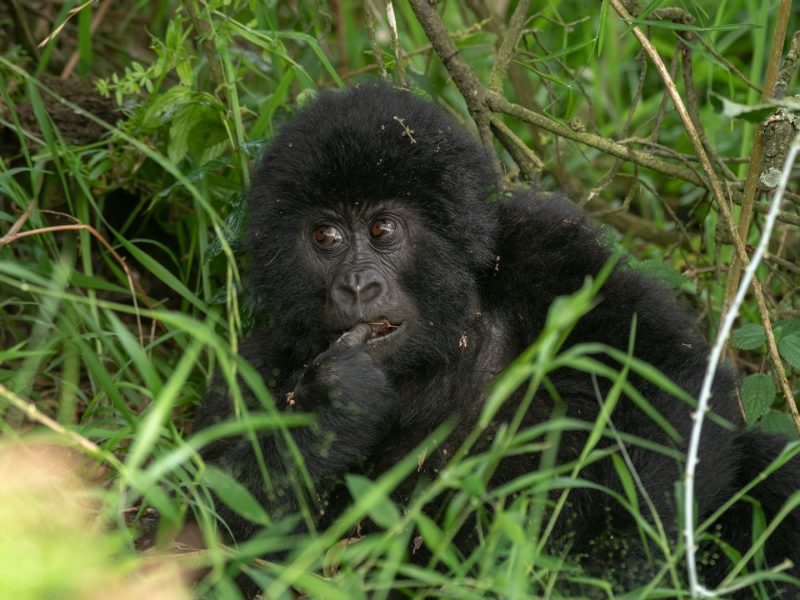 Gorilla Trekking Tours to Africa