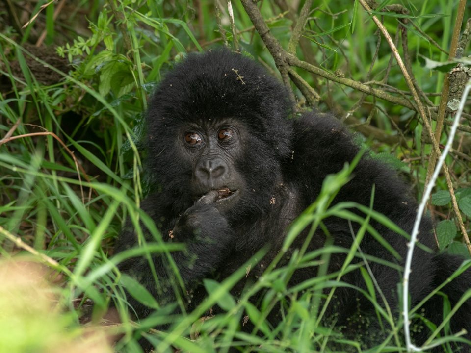 Gorilla Trekking Tours to Africa