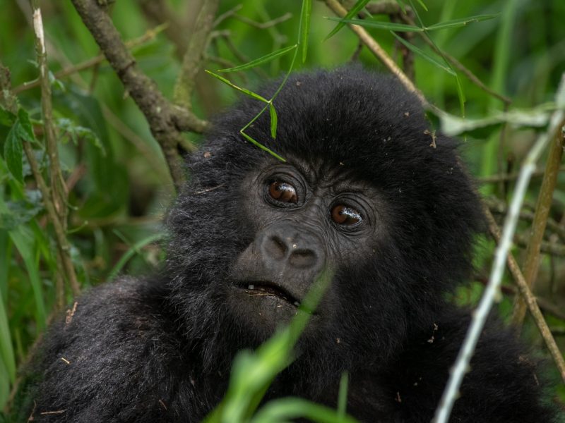 Gorilla Trekking Tours to Africa