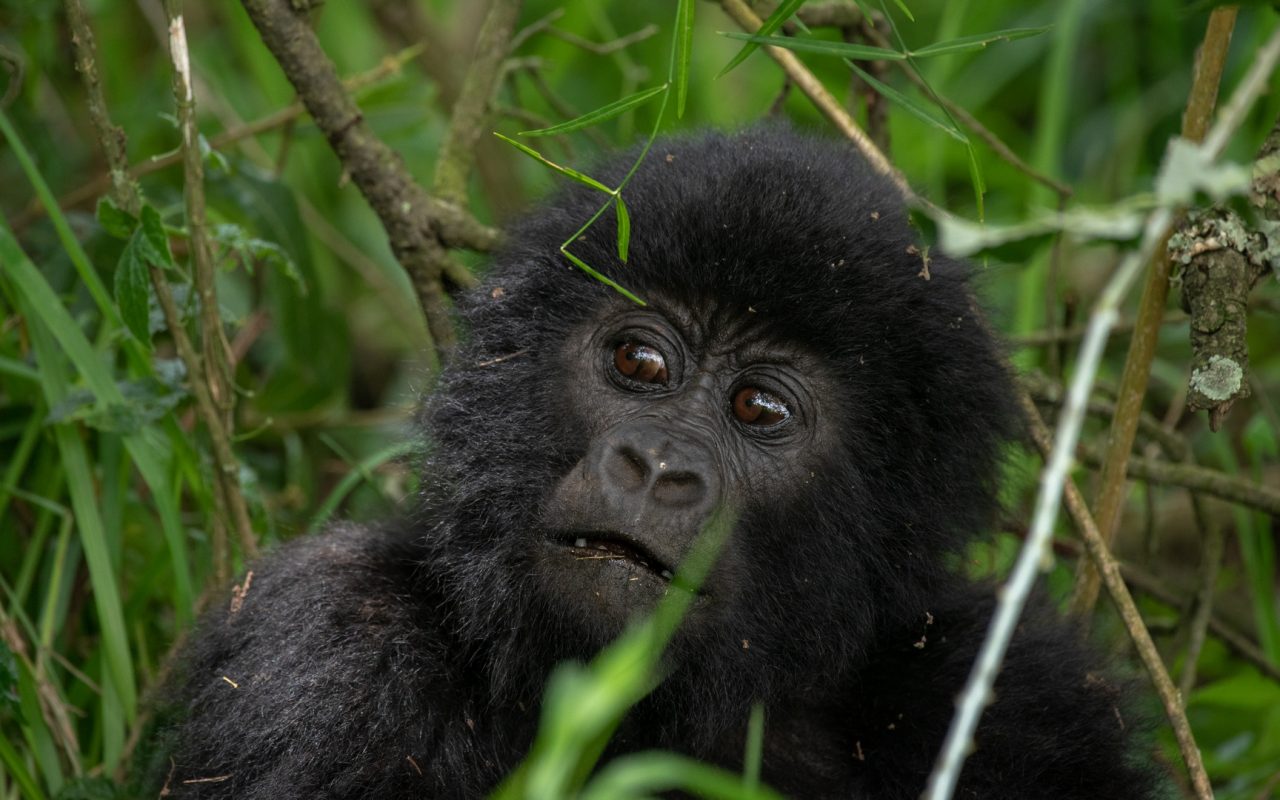 Gorilla Trekking Tours to Africa