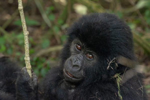 Uganda Gorilla Trekking Tours to Africa