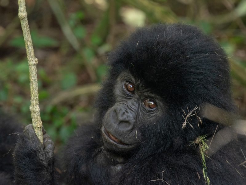 Uganda Gorilla Trekking Tours to Africa