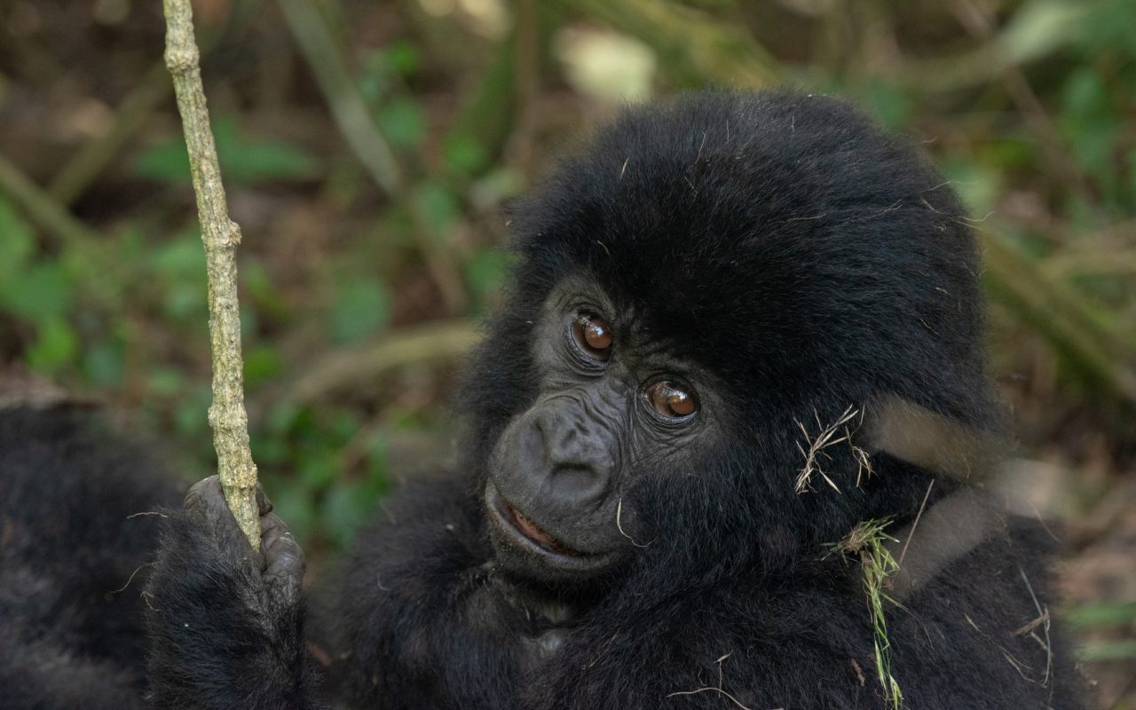 Uganda Gorilla Trekking Tours to Africa