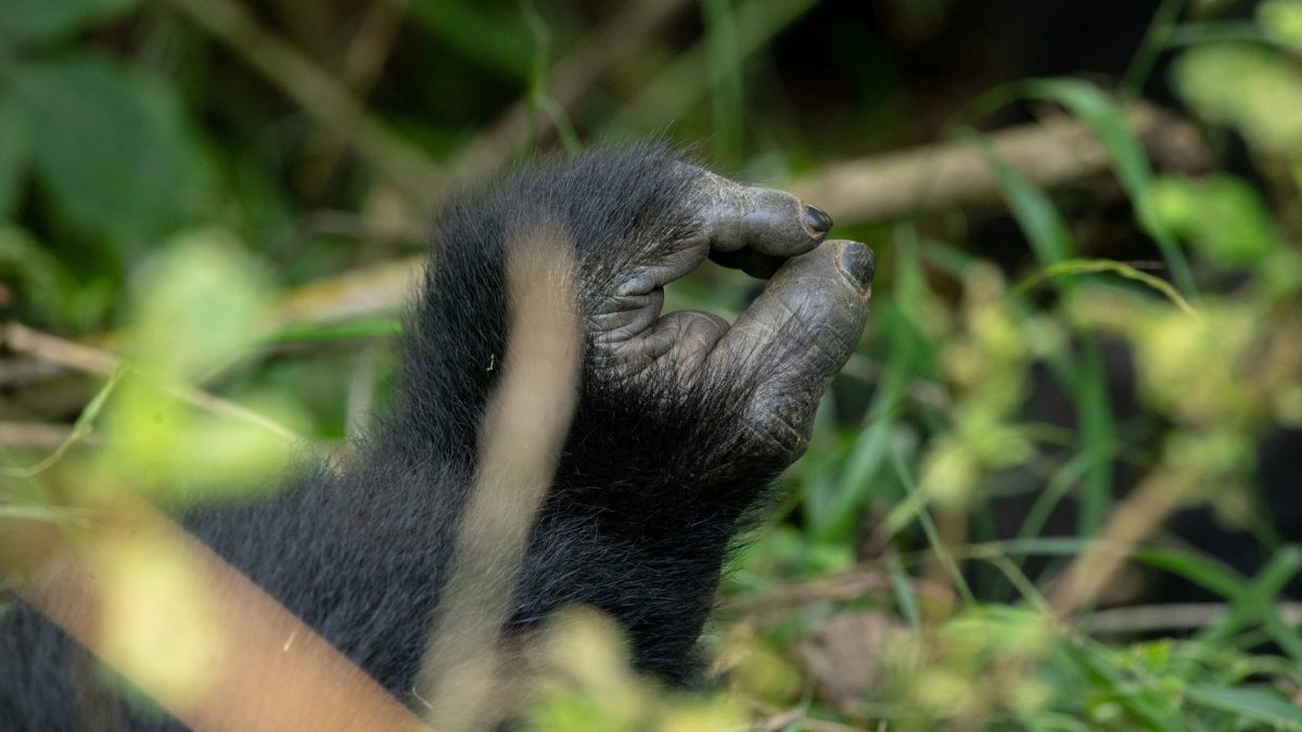 6-Day Uganda Habituation Safari