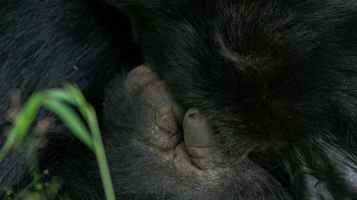 Gorilla Trekking Tours to Africa