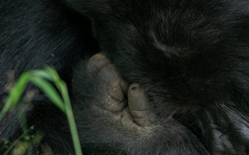 Gorilla Trekking Tours to Africa
