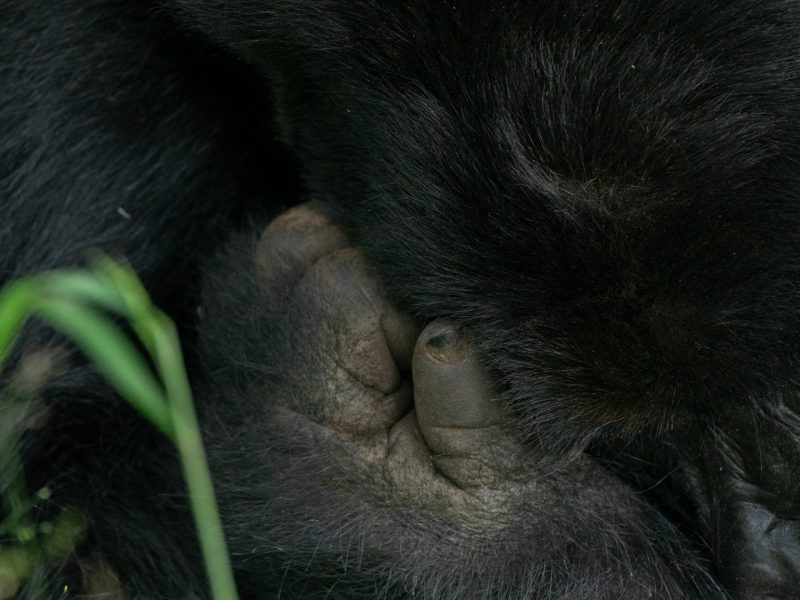 Gorilla Trekking Tours to Africa