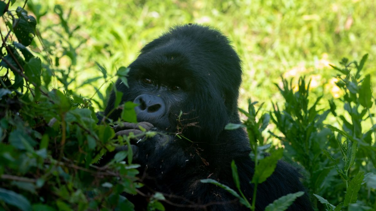 Gorilla Trekking in Bwindi Impenetrable Forest