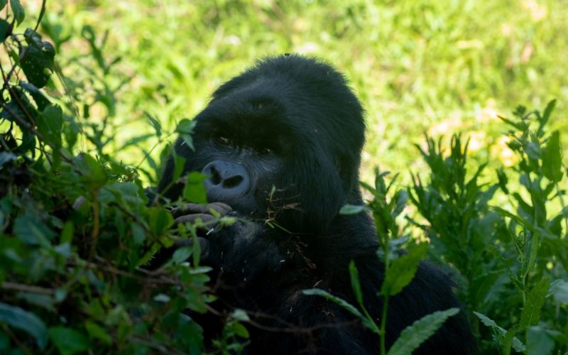 Uganda Fly-in Gorilla Safari 3-Day Itinerary