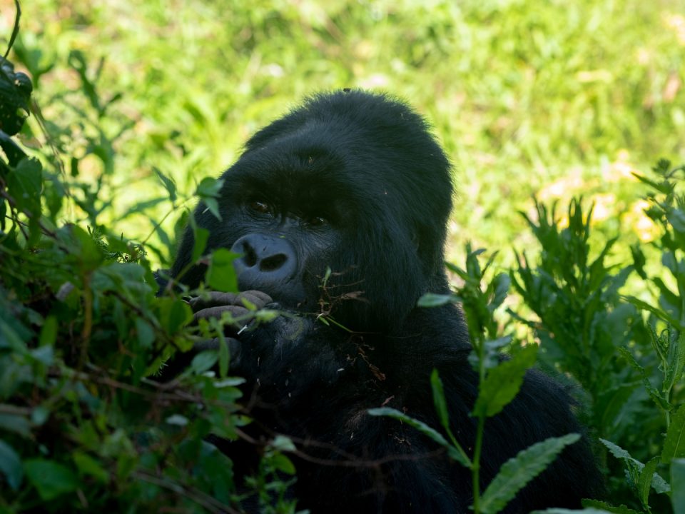 Gorilla Trekking in Bwindi Impenetrable Forest