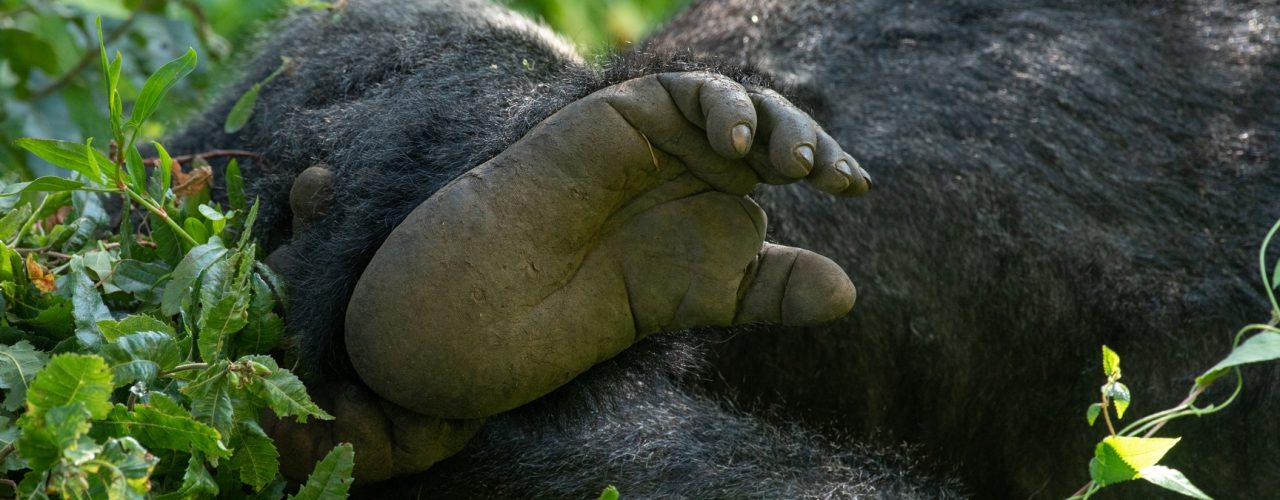 Gorilla Trekking Tours to Africa