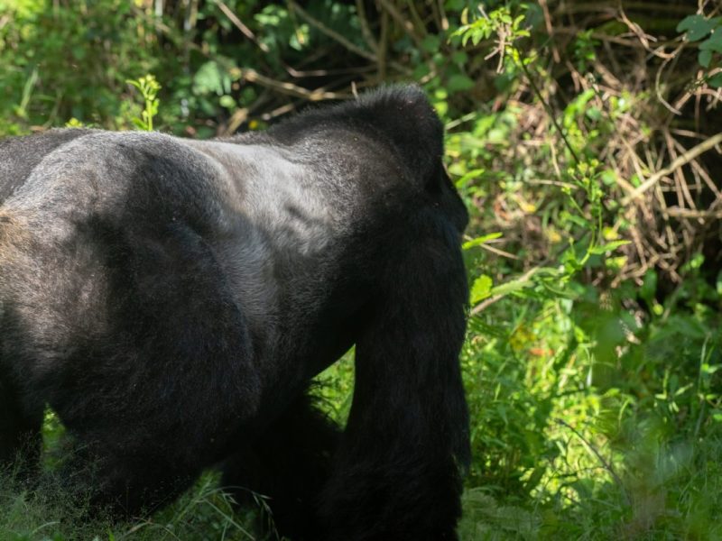 Africa Gorilla Trekking Adventure Holidays