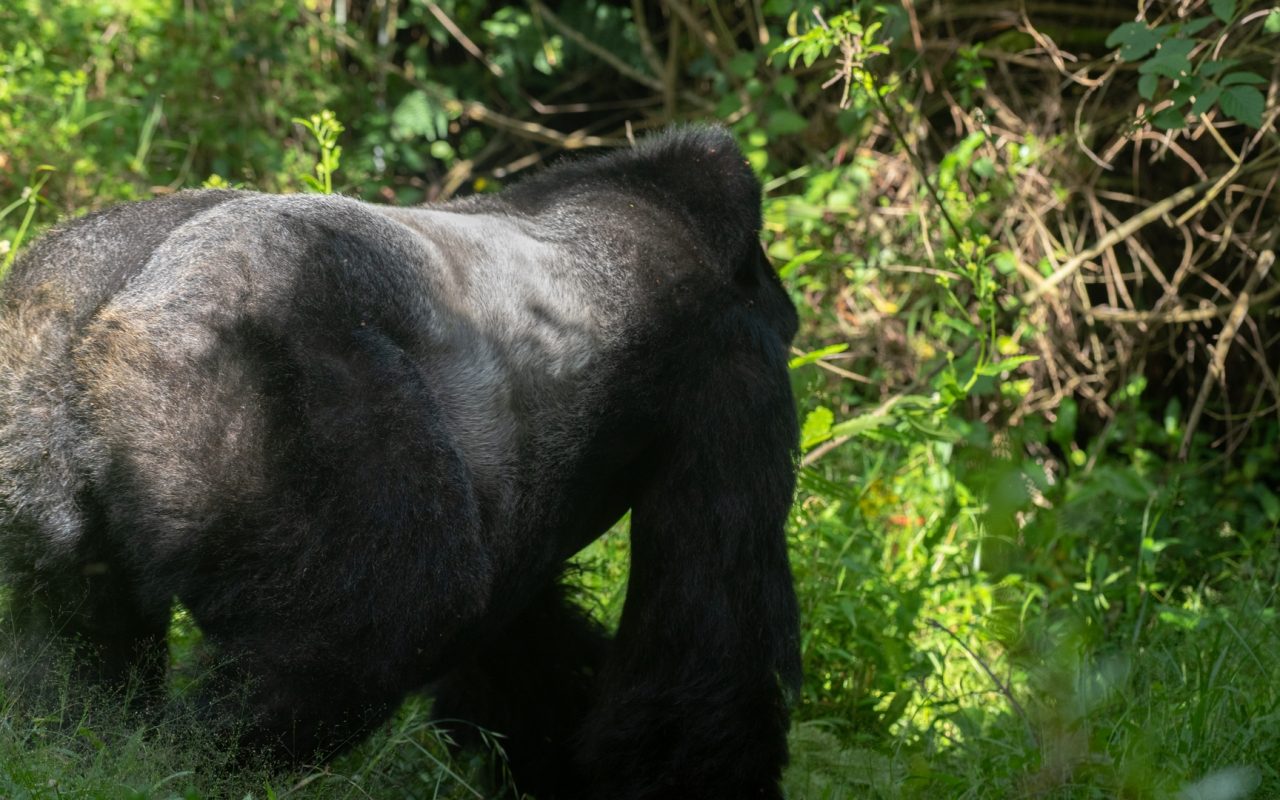 Africa Gorilla Trekking Adventure Holidays