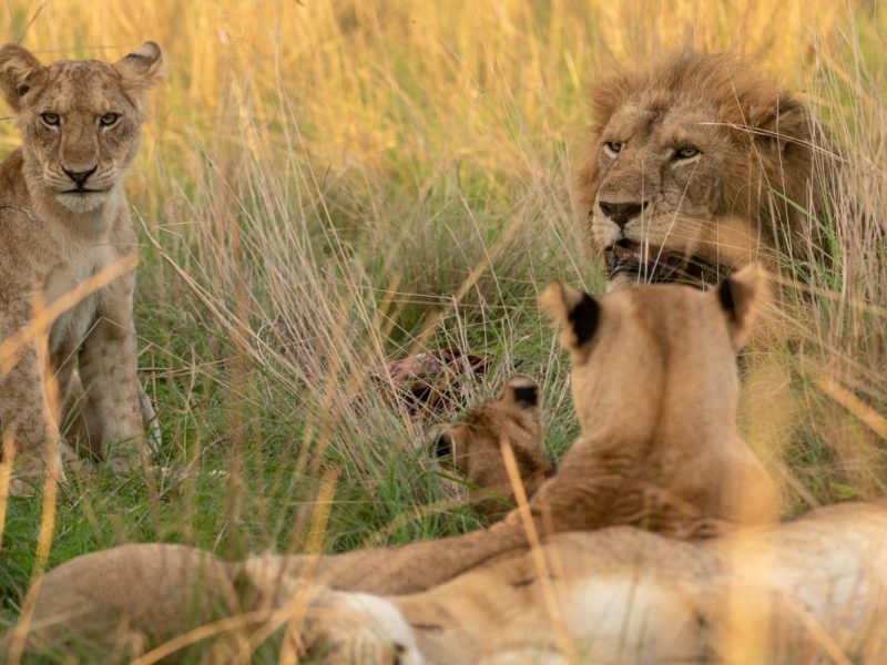 Wildlife Safaris Adventure in Africa