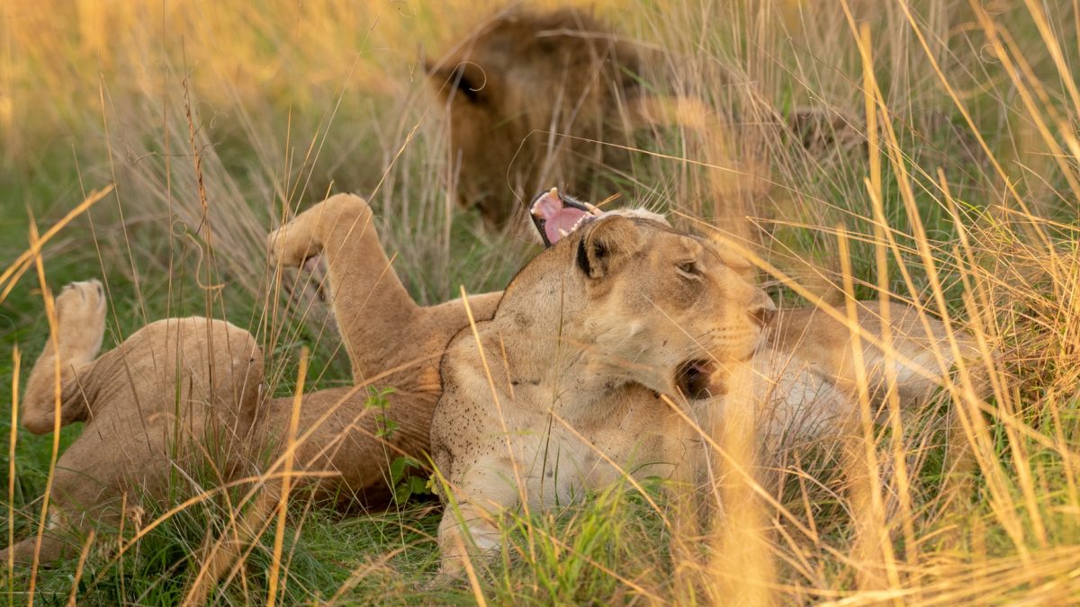 Kenya Wildlife Photography Tour