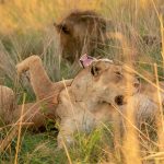 Kenya Wildlife Photography Tour