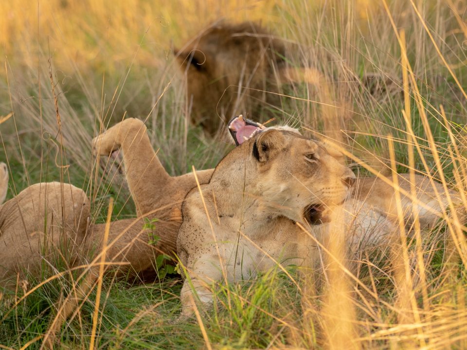 Kenya Wildlife Photography Tour