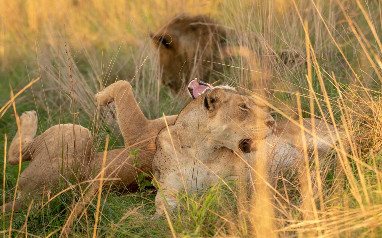 Kenya Wildlife Photography Tour