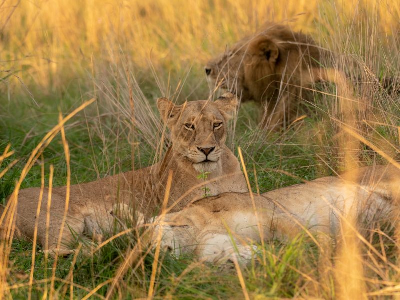 11 Days East Africa Safari