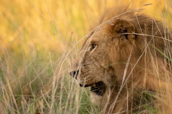 11 Days East Africa Safaris