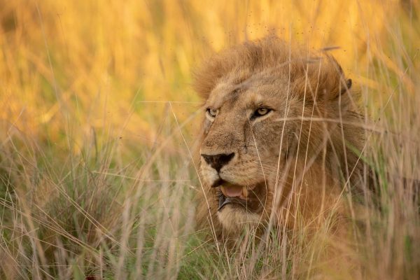 11 Days East Africa Safari