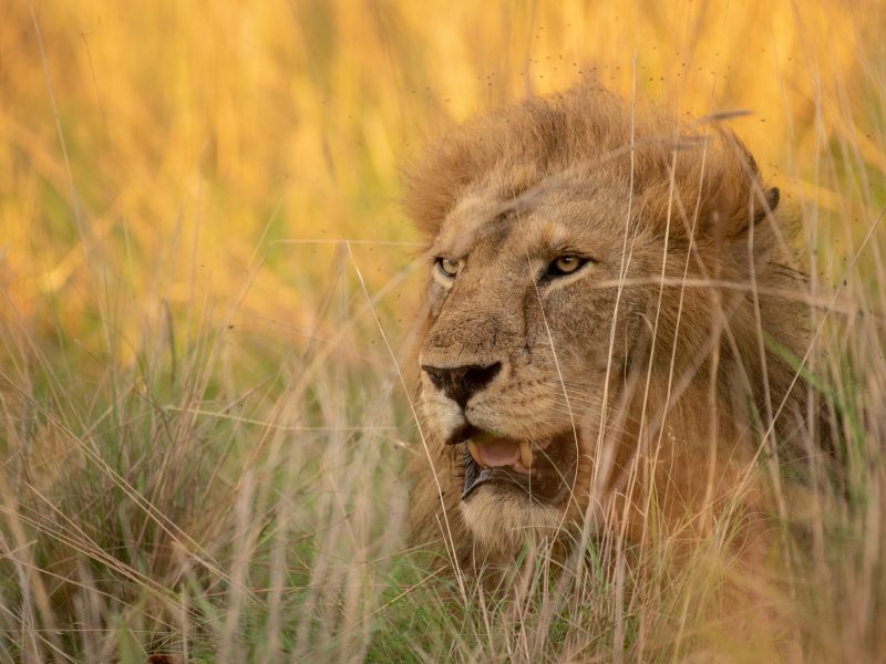 11 Days East Africa Safari
