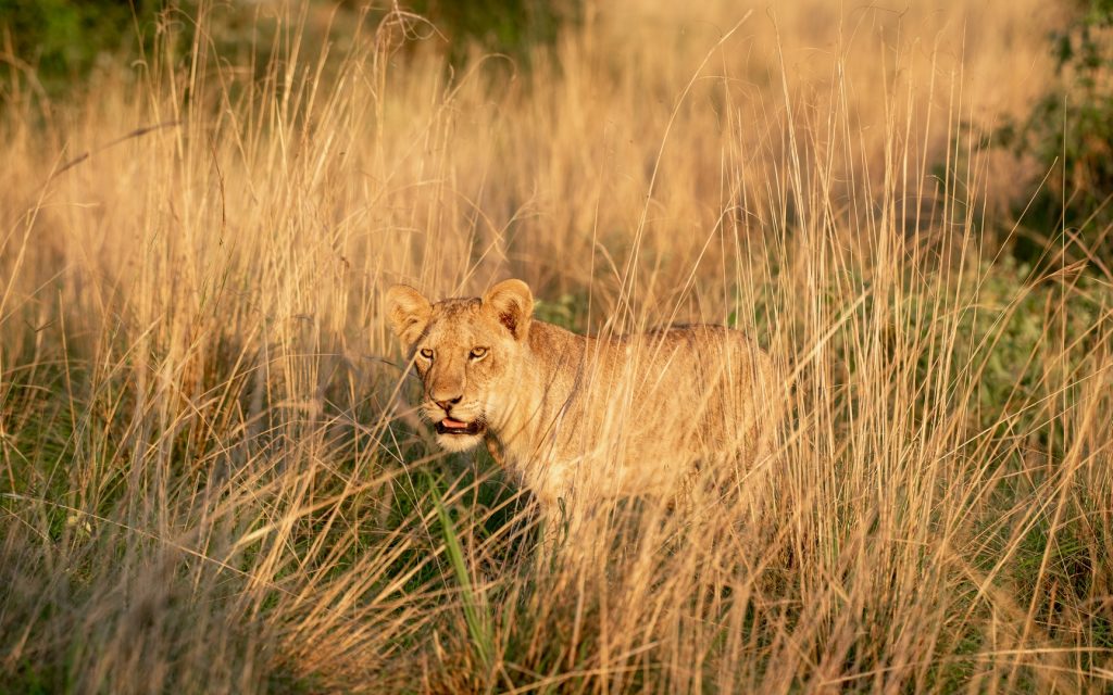 Wildlife Safari Tour in Tsavo West National Park Kenya