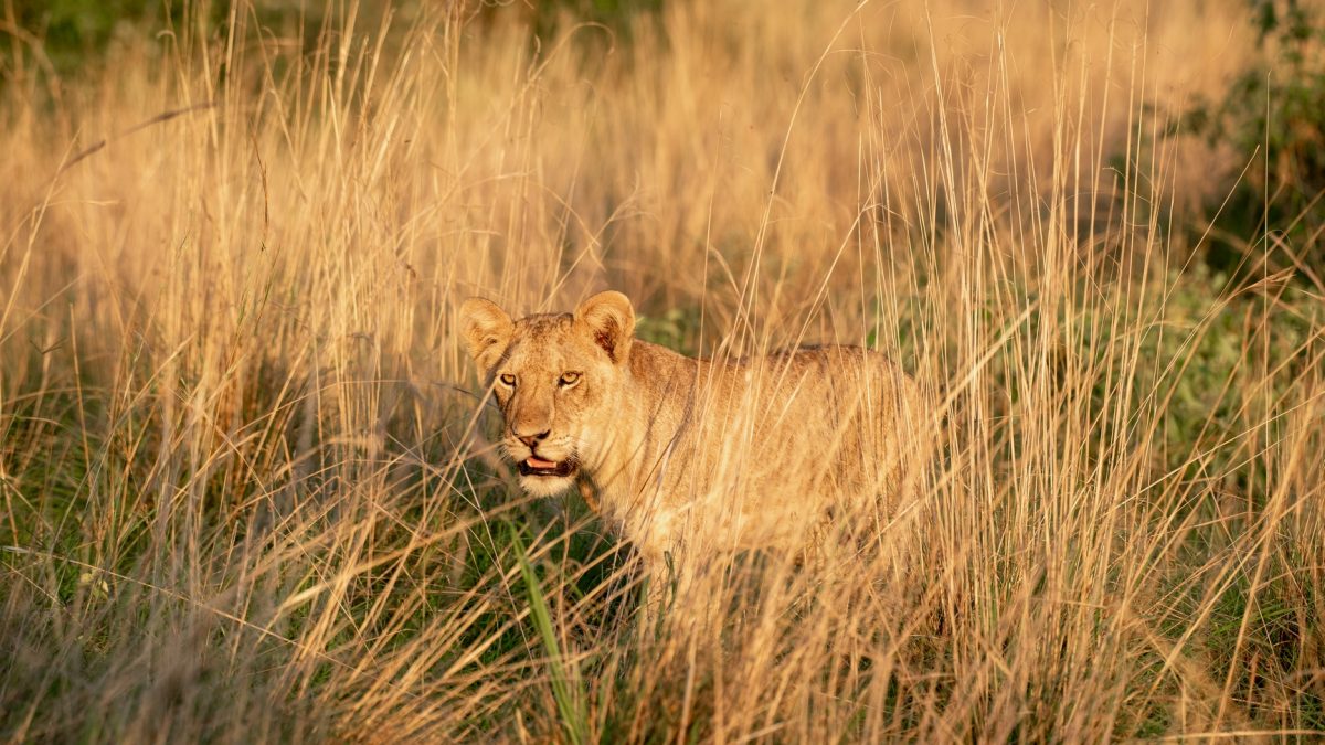 Wildlife Safari Tour in Tsavo West National Park Kenya