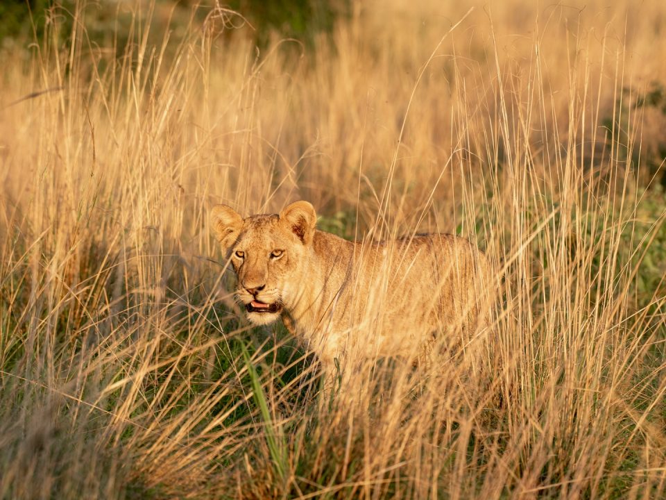 Wildlife Safari Tour in Tsavo West National Park Kenya