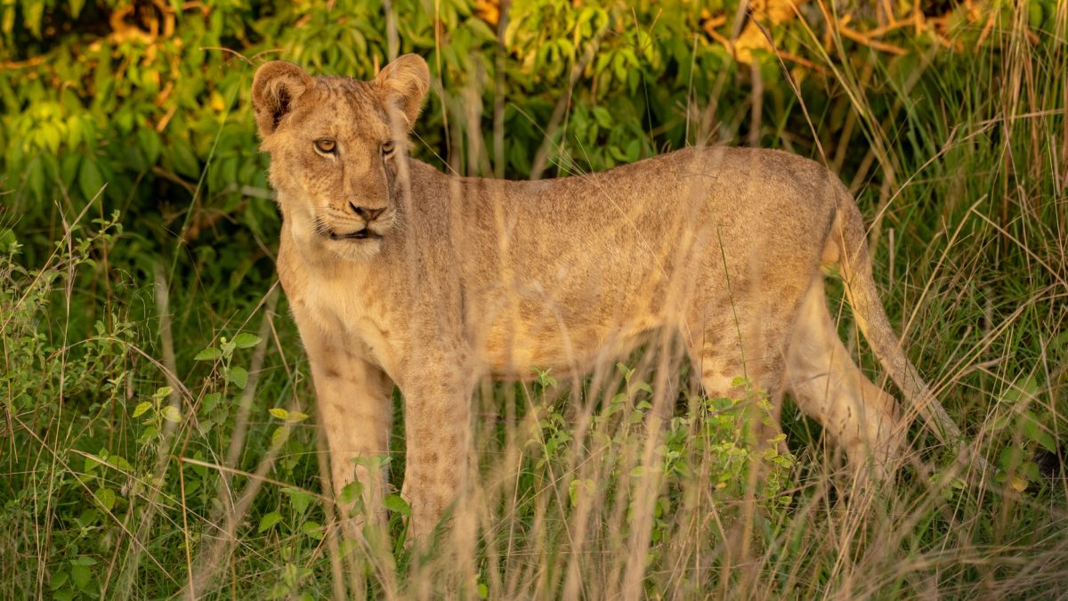 11 Days East Africa Safari