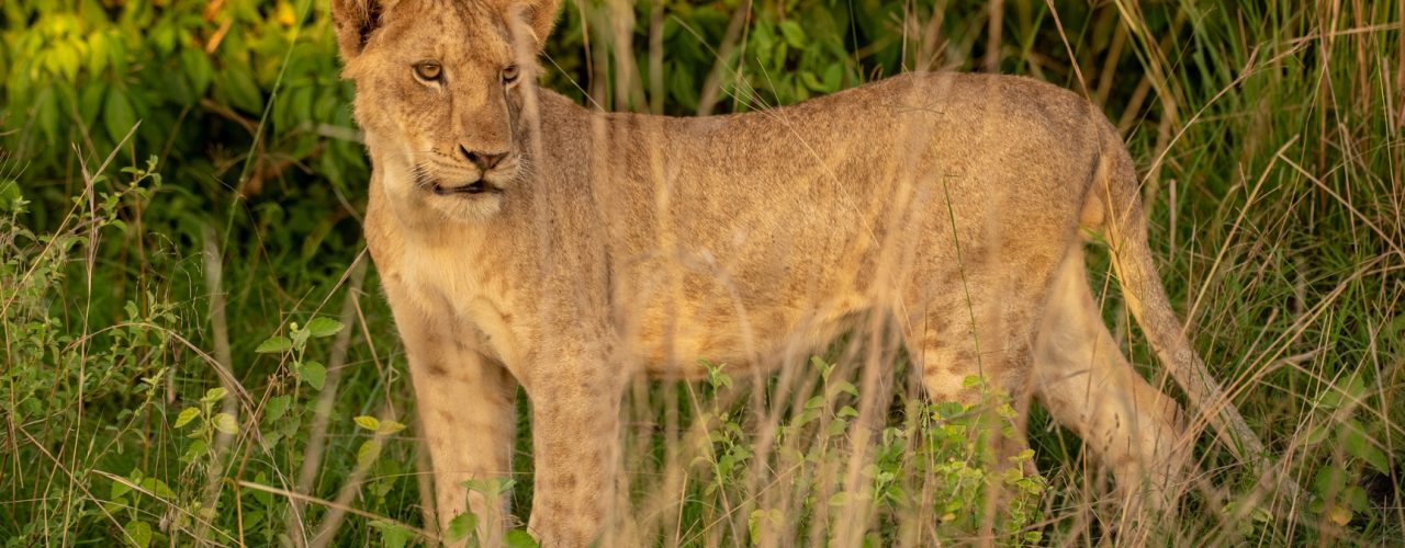 11 Days East Africa Safari