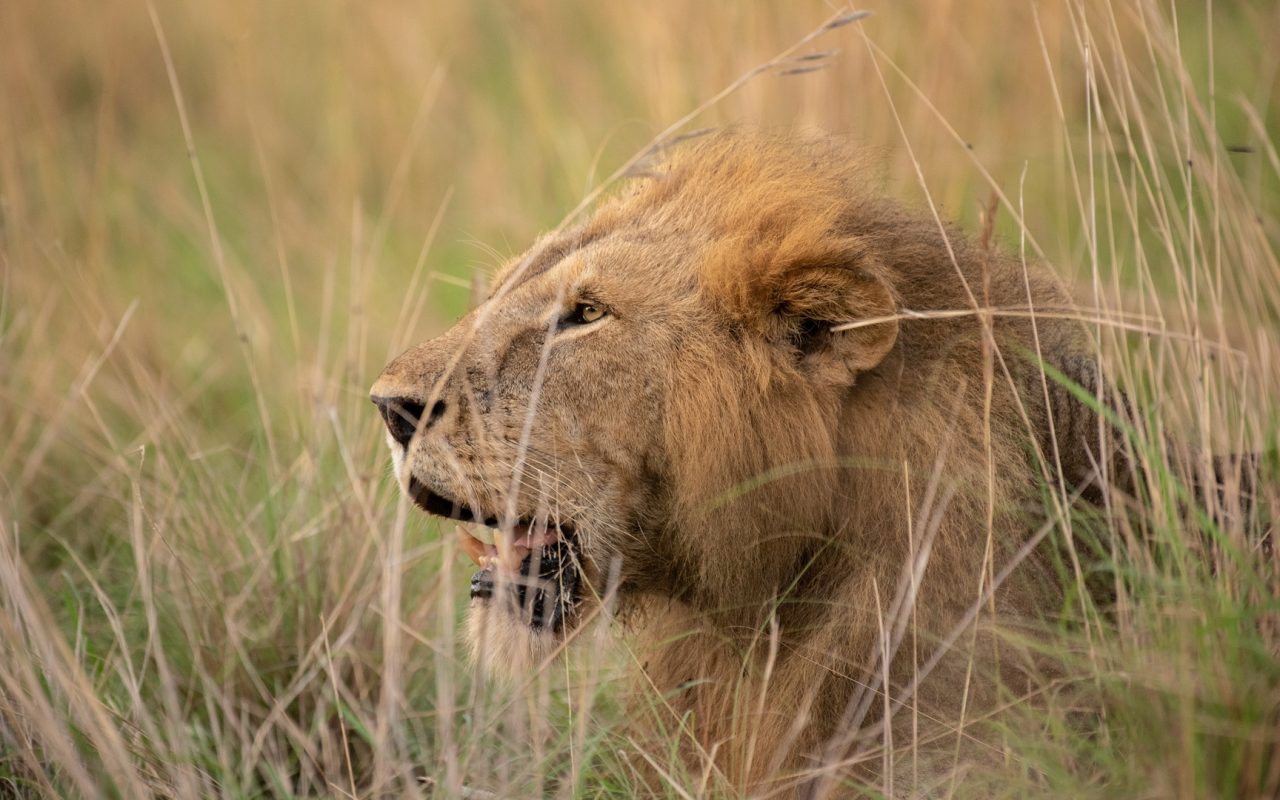 Amboseli National Park