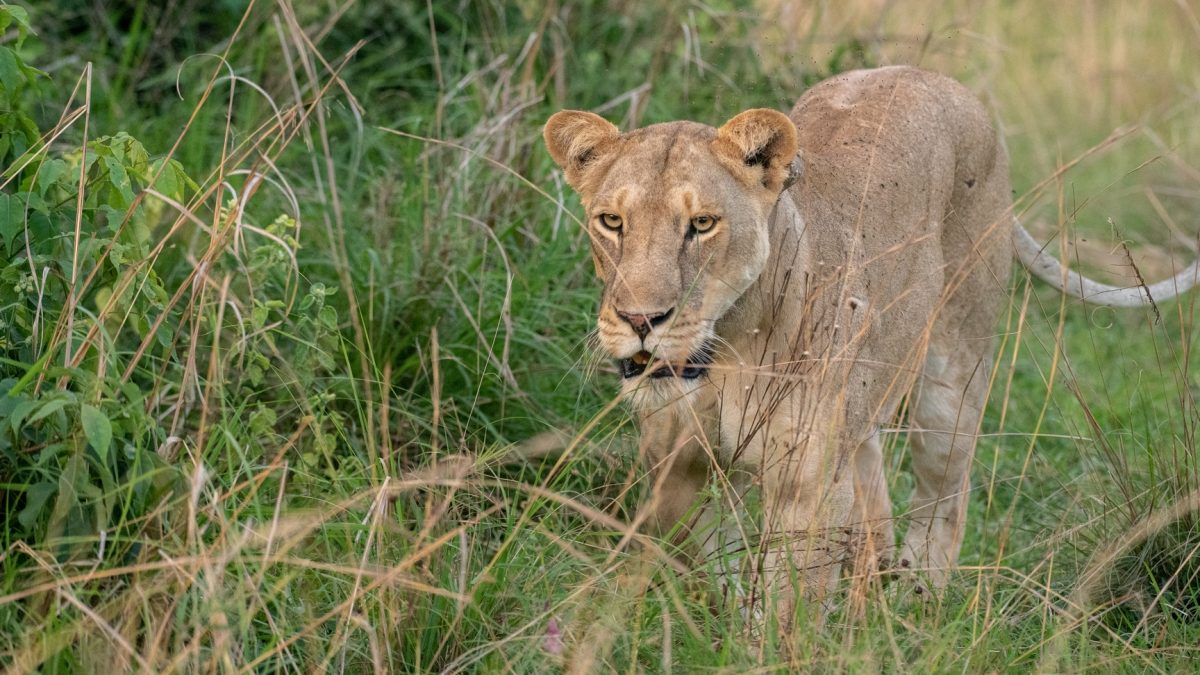 7 Days Rwanda Uganda Tour