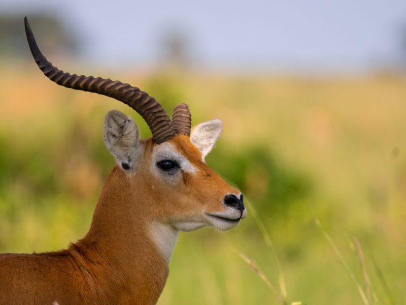 Long Uganda Wildlife Safaris