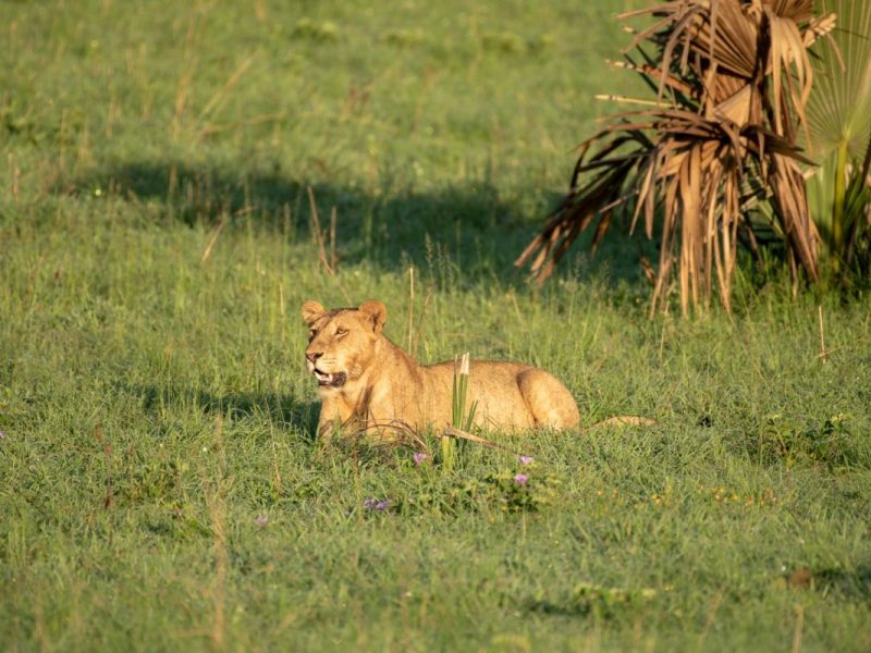 15 Days Ultimate Uganda Safari